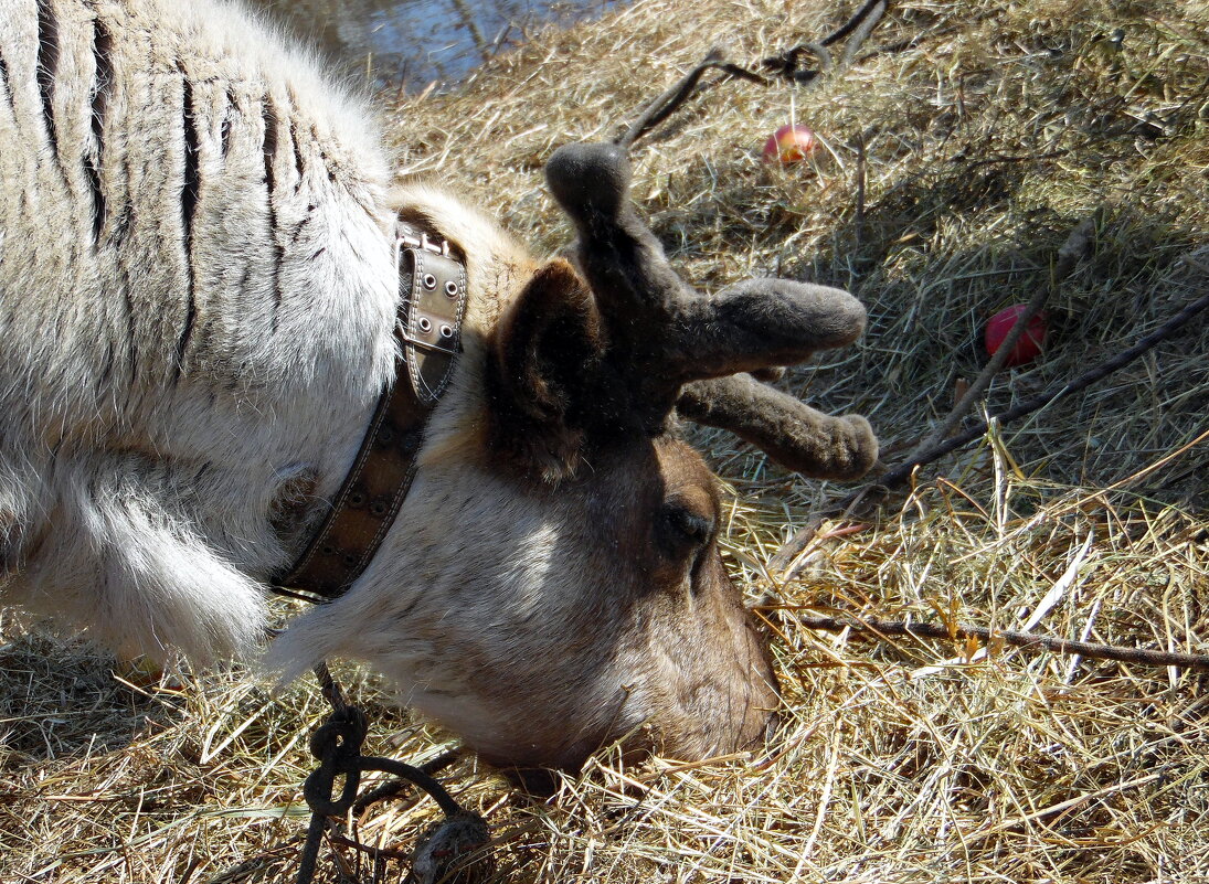 Сено с яблочками. - nadyasilyuk Вознюк