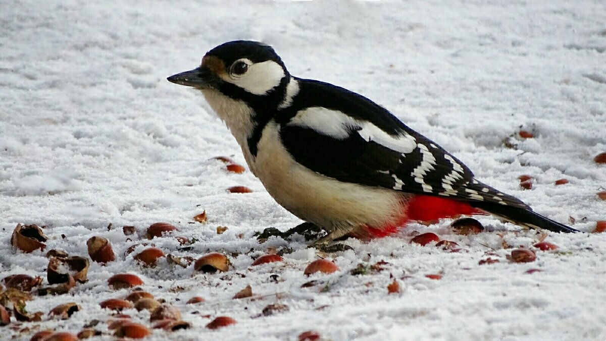 Повезло дятлу с орехами. - Милешкин Владимир Алексеевич 