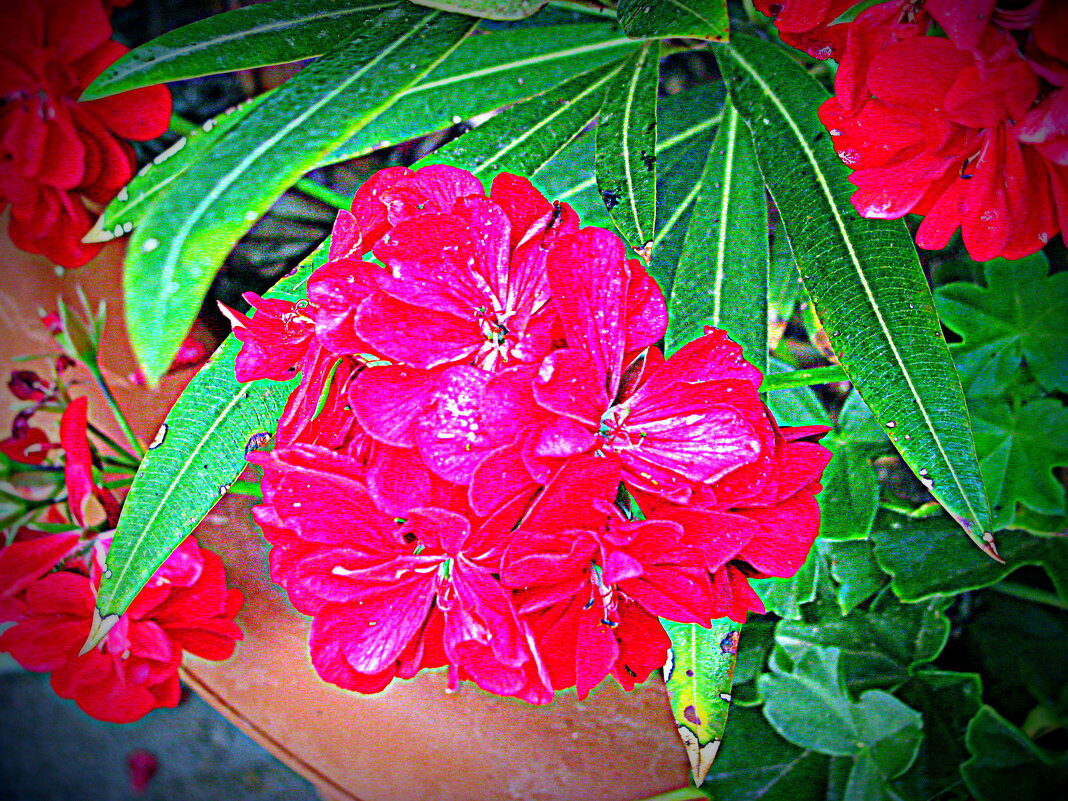 Цветы Барселоны. - Владимир Драгунский