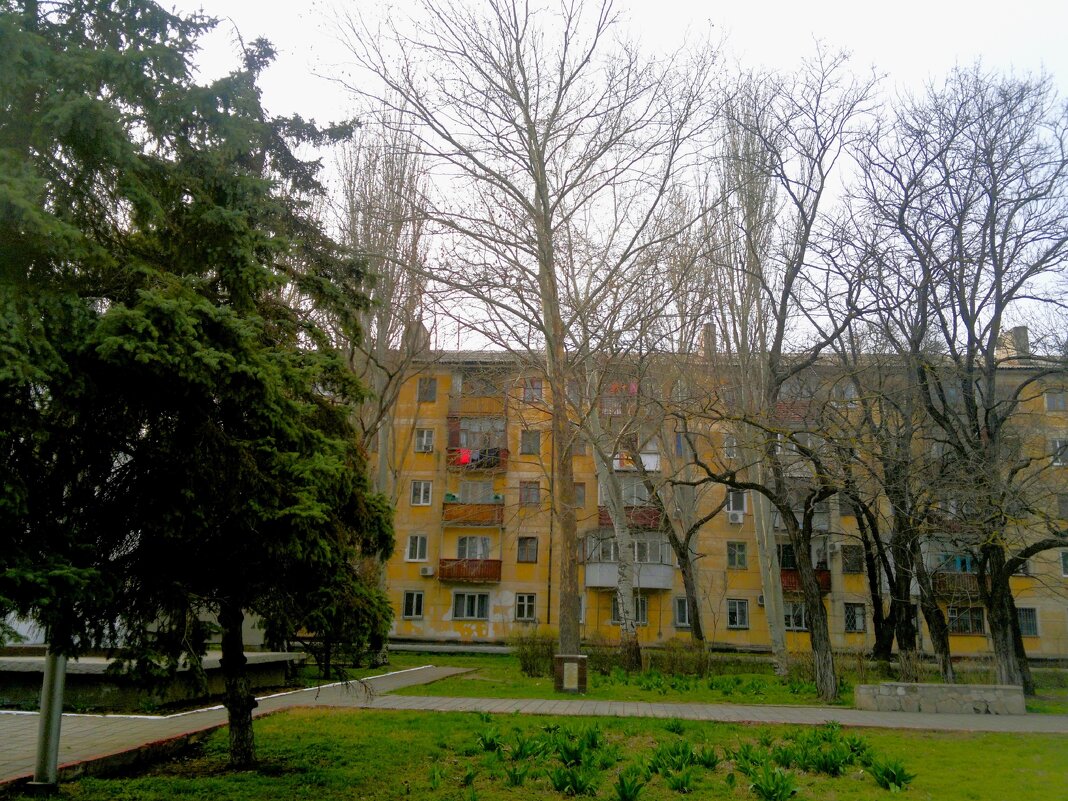 Керчь. Платан фронтовой дружбы и памяти в сквере Лётчиков ранней весной. - Пётр Чернега