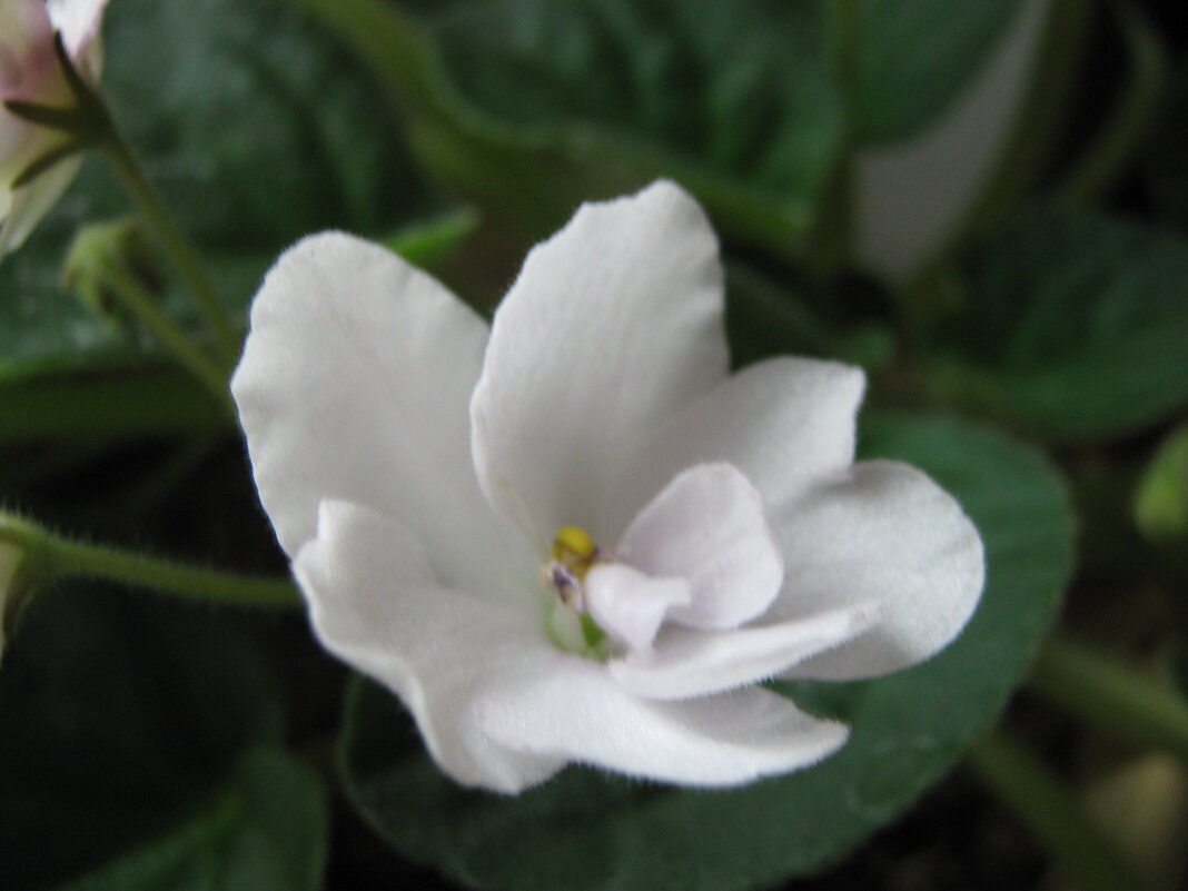 Фиалка - Елена Семигина