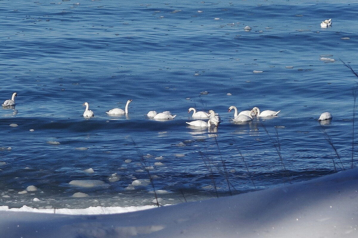 Лебеди, февраль, Балтийское море, Калининградская область - Рита Симонова