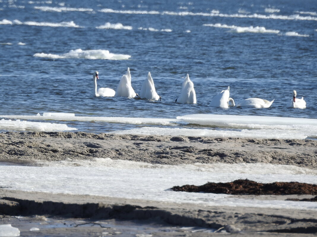 весна - ИННА ПОРОХОВА