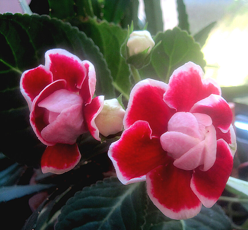 Глоксинии - Елена Семигина