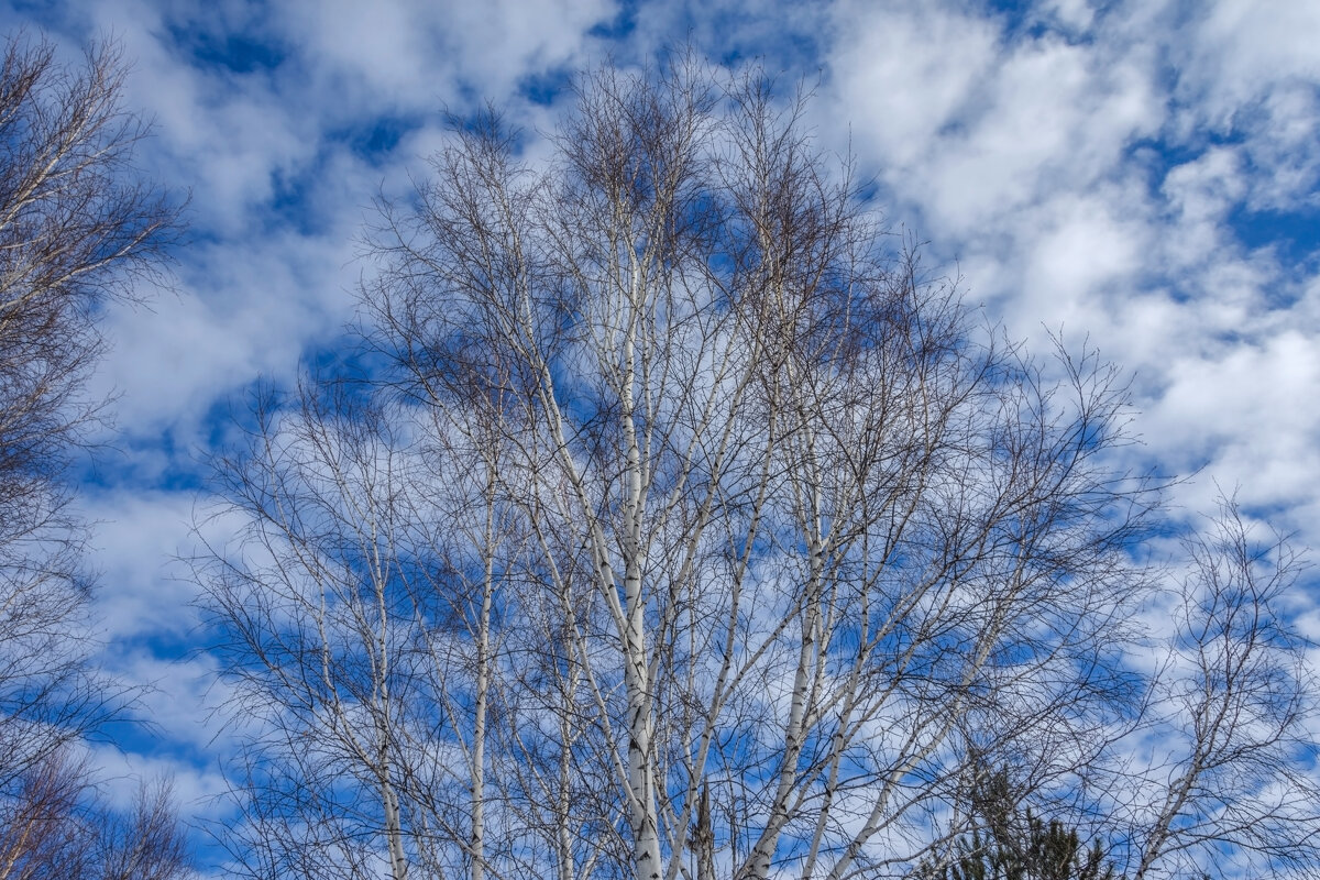 Весеннее небо - Наталья Димова