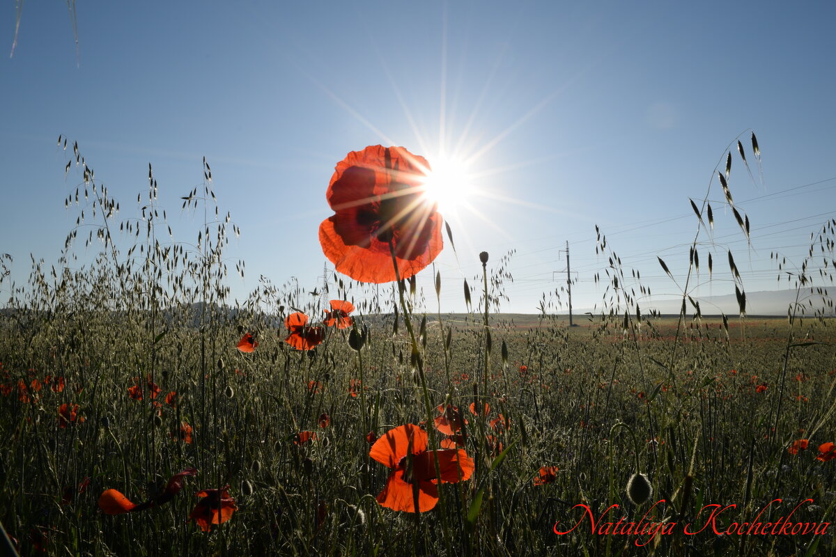 Природа Крыма - Изумительная Космея