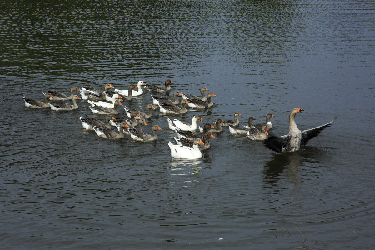 Тренер - Владимир Гришин