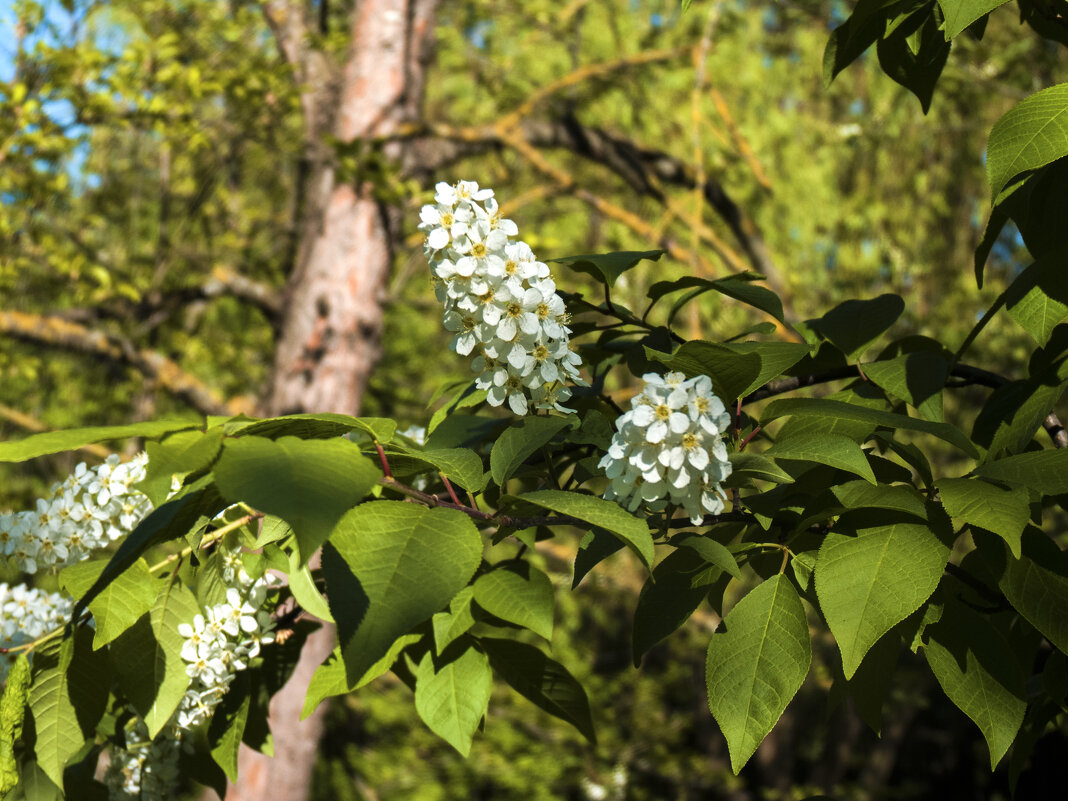 Черёмуха - Валентин Семчишин