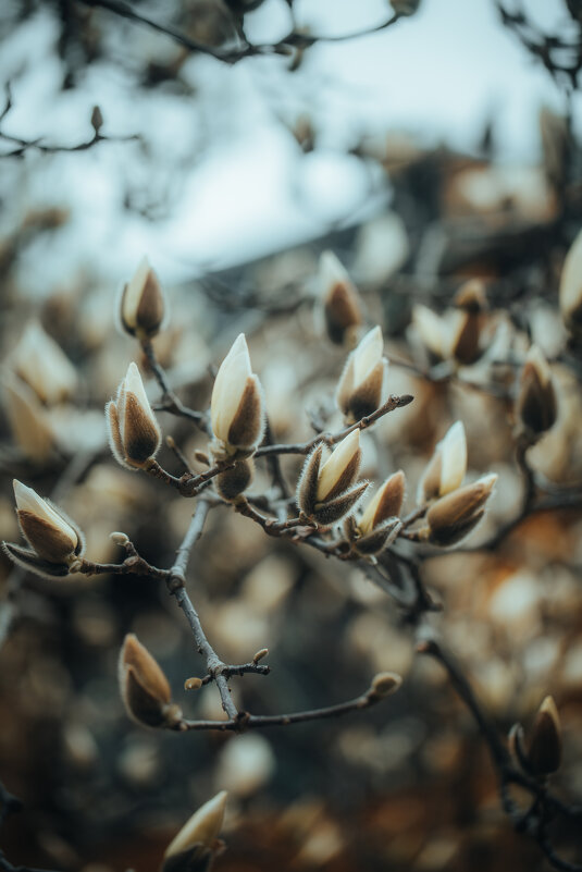 Бутоны магнолии - Дмитрий 