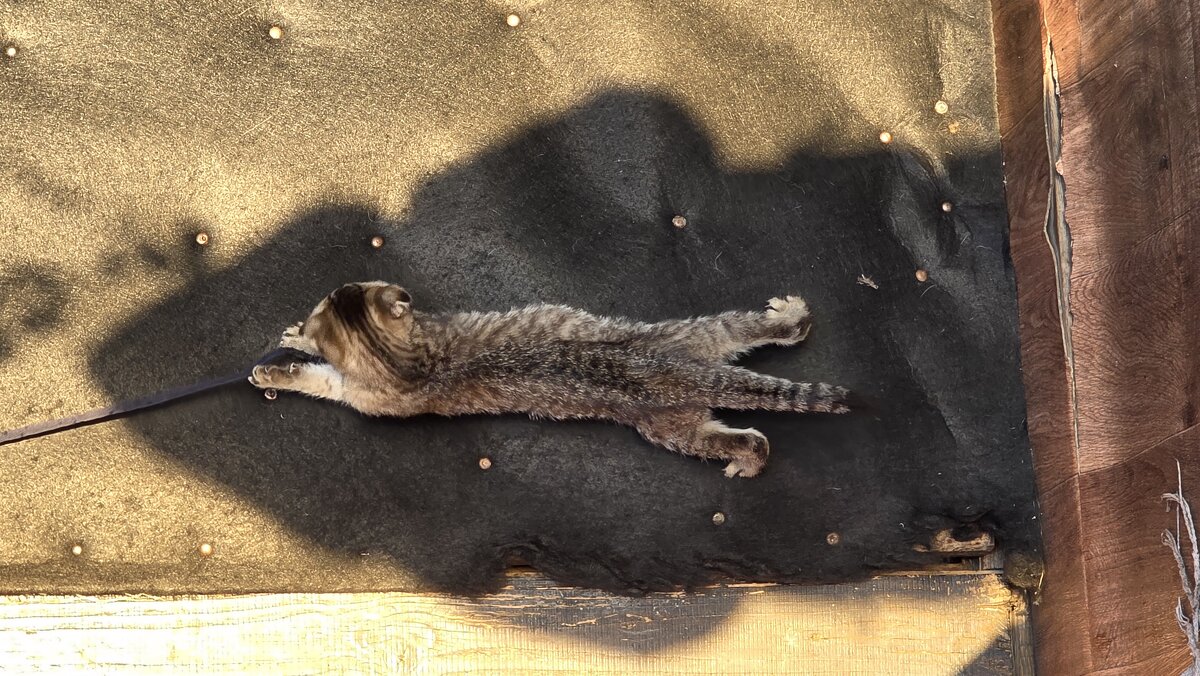 тотемное животное - Ольга Косачова