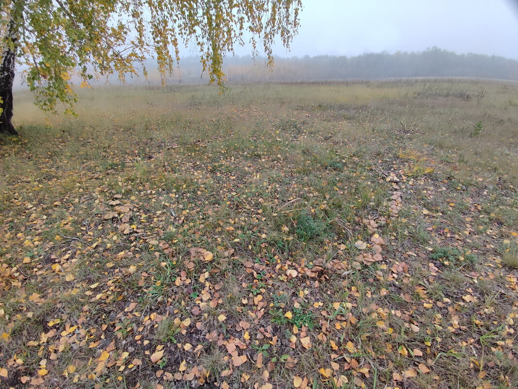 Туман - Валентина Богатко 