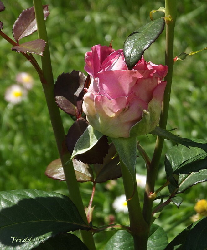 Роза - Freddy 97