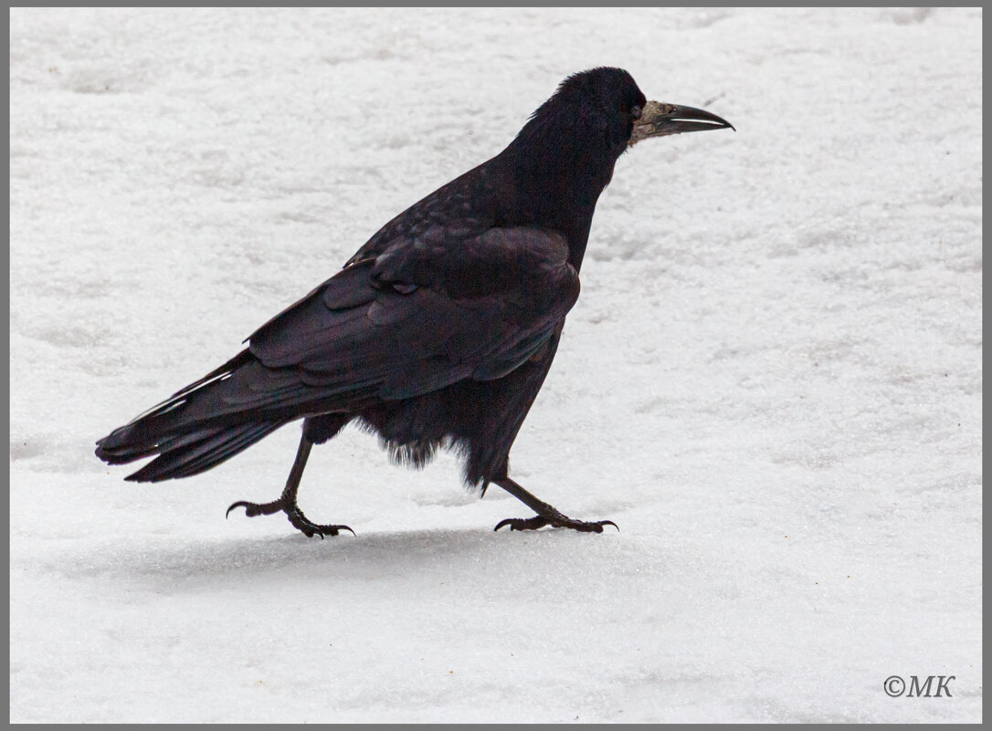 Грач - Михаил Кобзев