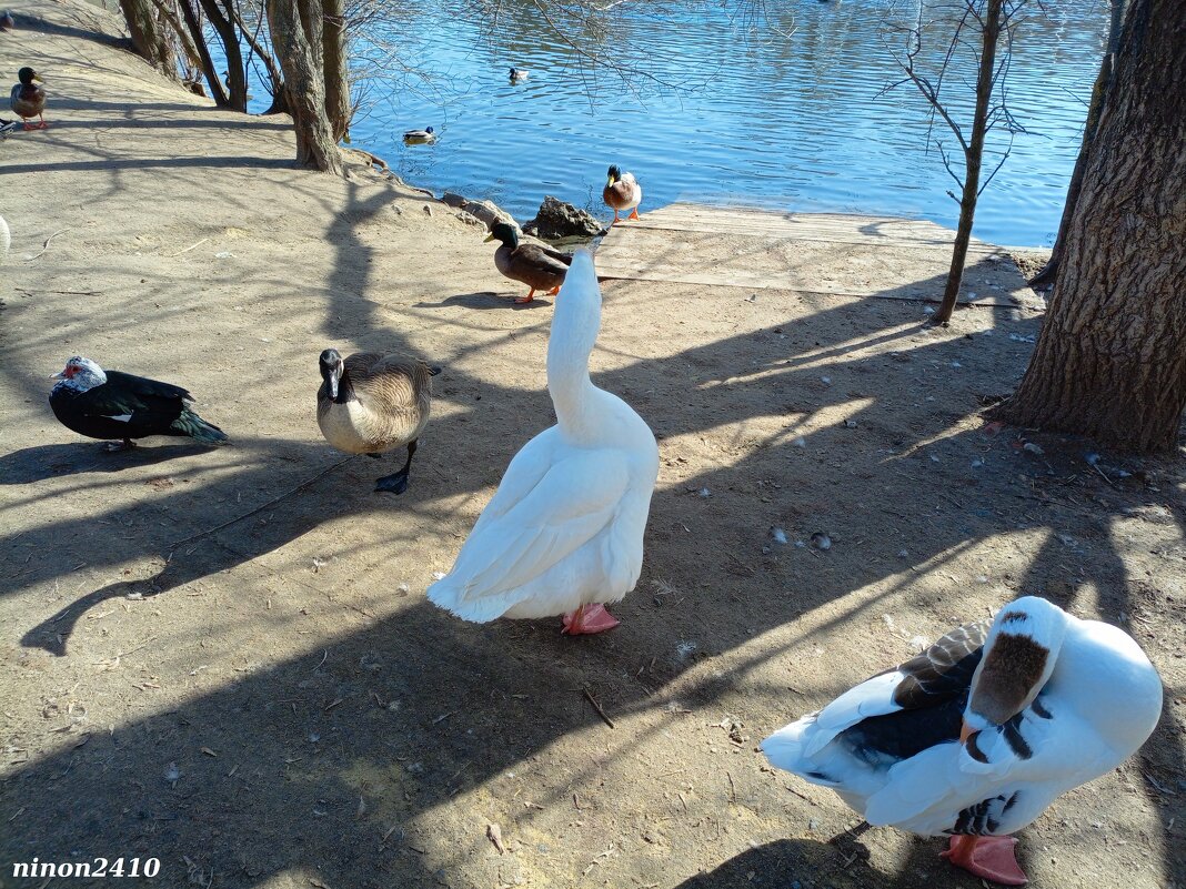 Март в ростовском зоопарке - Нина Бутко