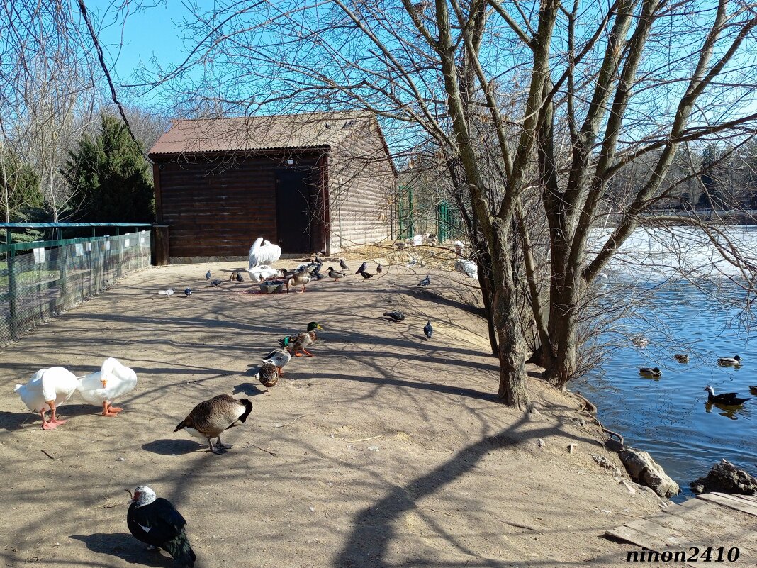 Март в ростовском зоопарке - Нина Бутко