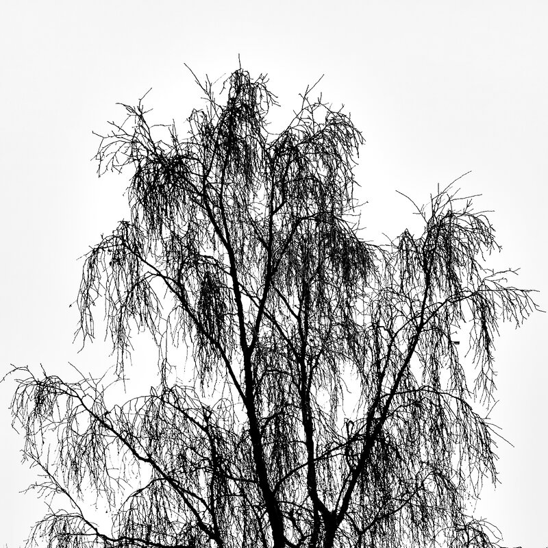 Графический этюд - Игорь Викторов