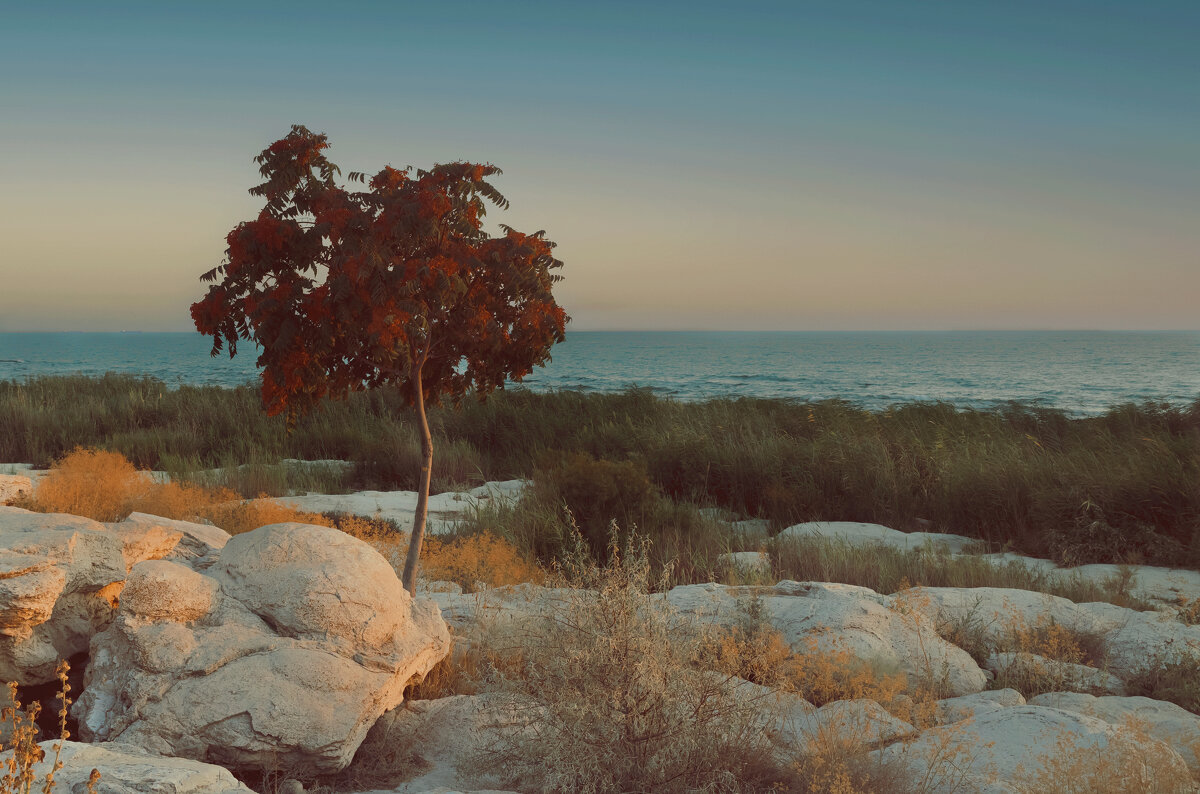 *** - Елена Алексеева