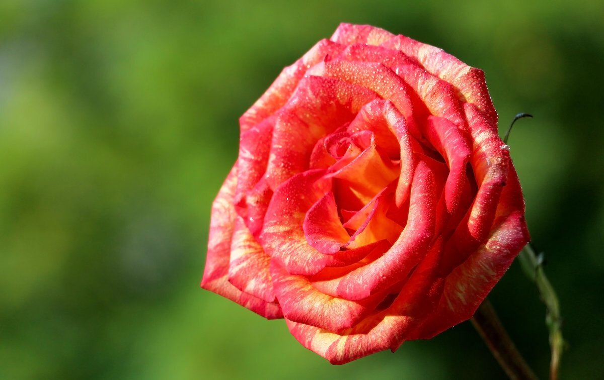 Съ натупающимъ Праздникомъ дорогие женщины! - Олегъ Петрович