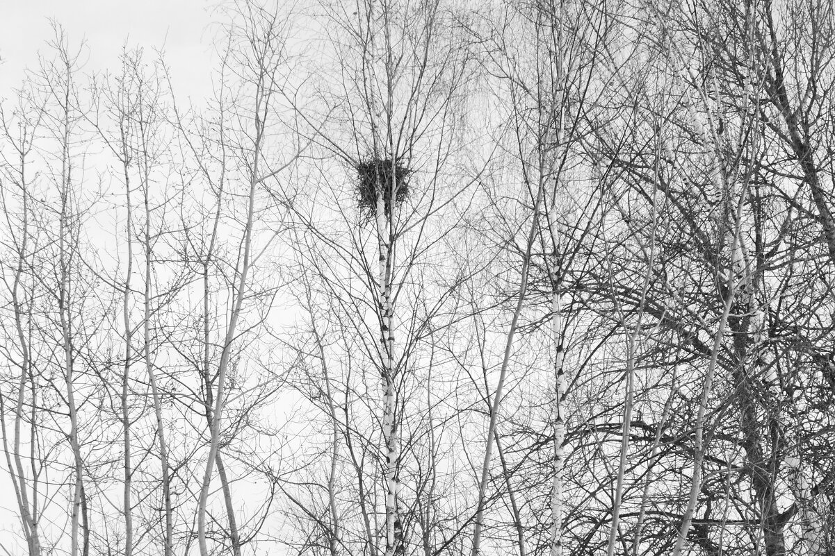 Мечты о ч/б Лейке 41. Гнездо - Михаил Елочкин