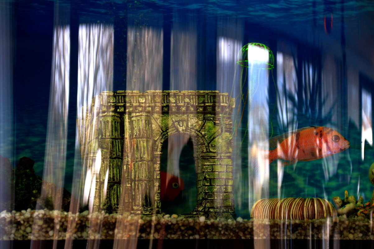 Аквариум - Мишель71 