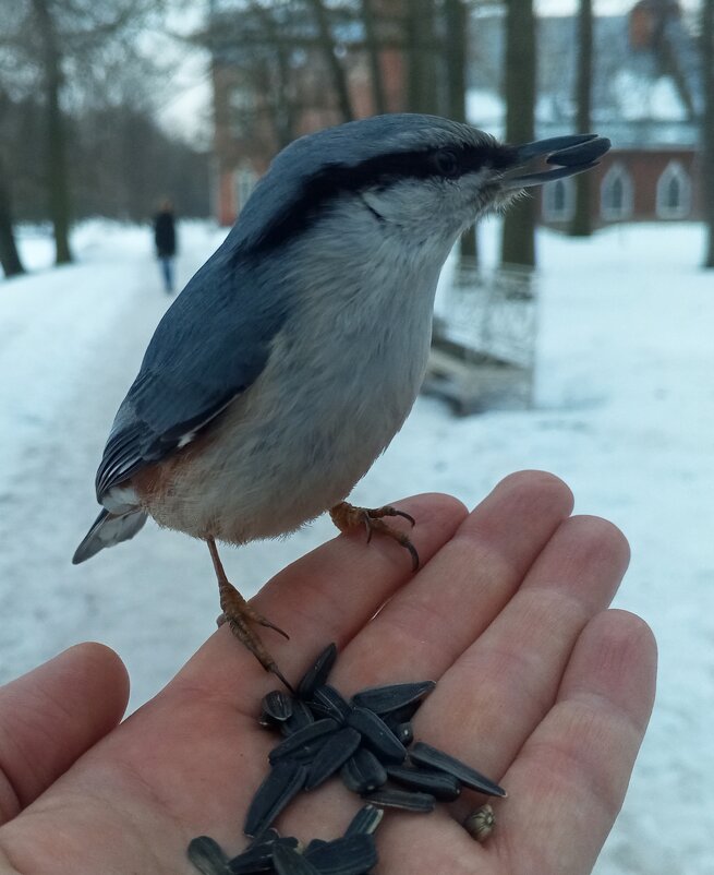 Поползень - Сапсан 