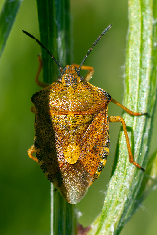 Лето. Макро - Владимир Лазарев