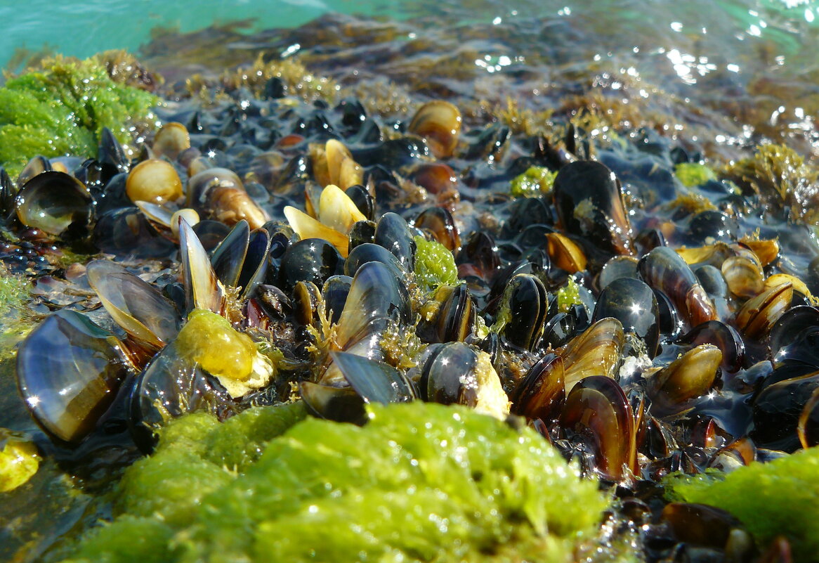 ...ракушки... - Александр Герасенков