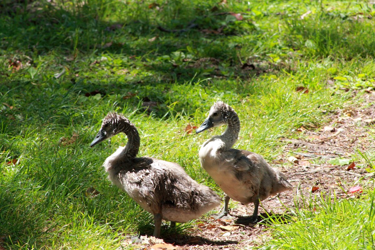 "гадкие утята"....)))(будущие лебеди!...) - Александр Герасенков