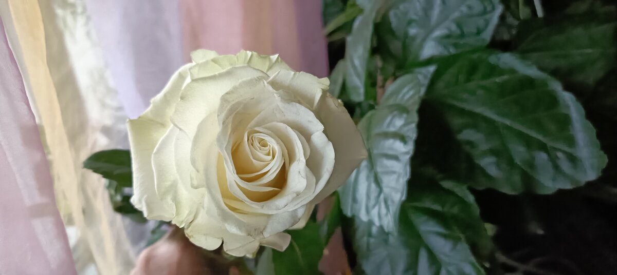 белая королева - Галина R...