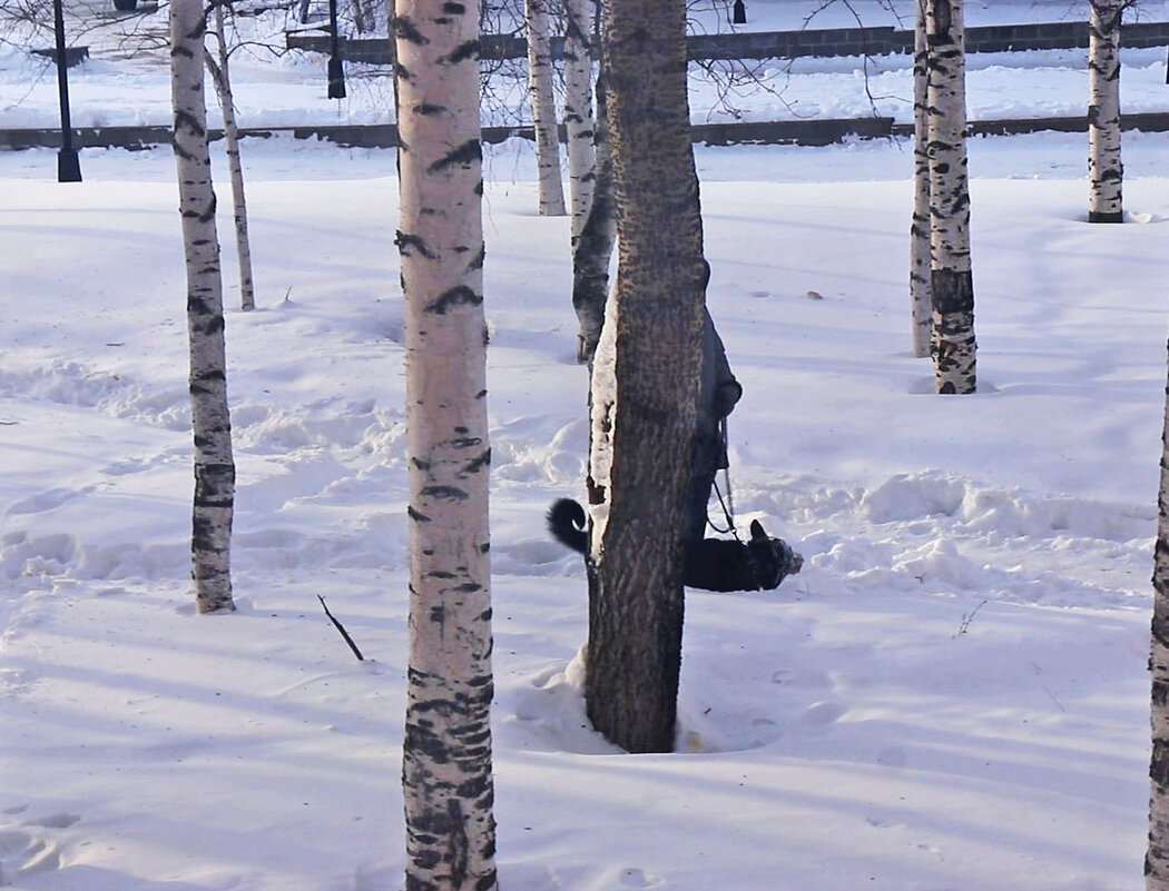 Март..Собака катается на спине по снегу- к большому морозу! - Владимир 