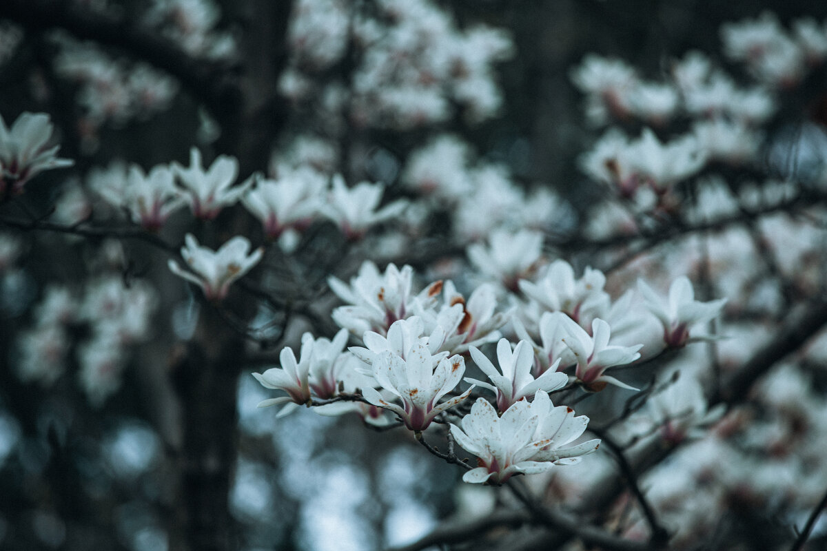 Magnolia denudata - Дмитрий 