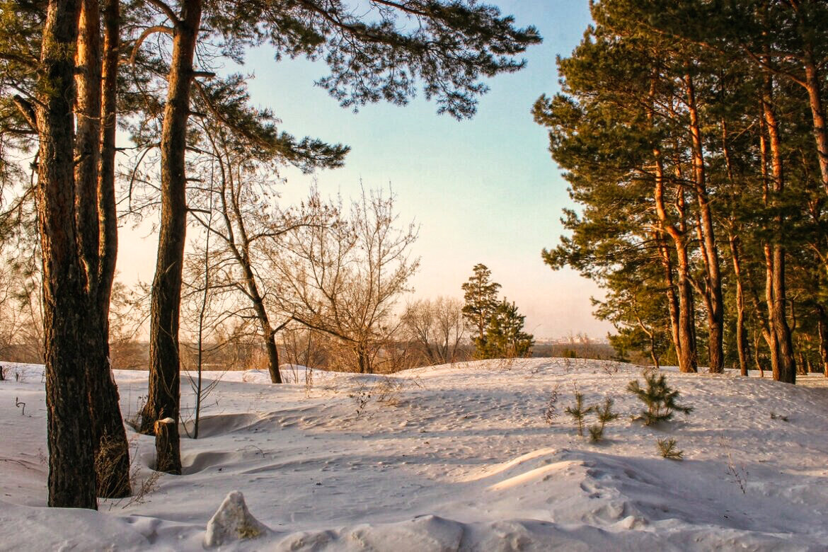 На опушке бора - елена беликова