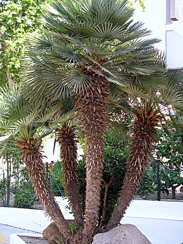 Сады Барселоны. - Владимир Драгунский