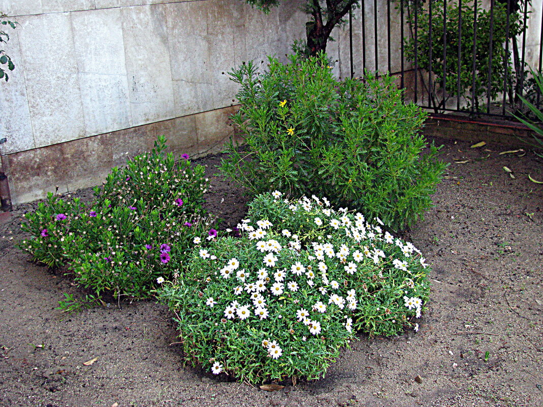 Барселона. - Владимир Драгунский