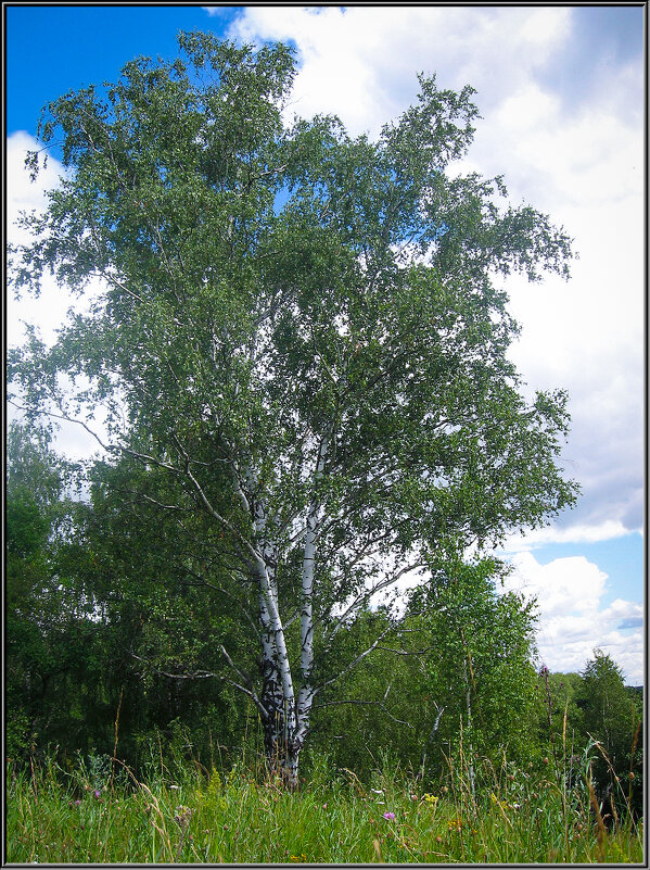 Берёзка. - Александр Дмитриев