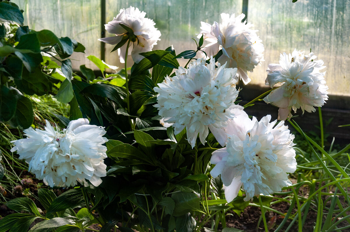 Пион - Александр Силинский