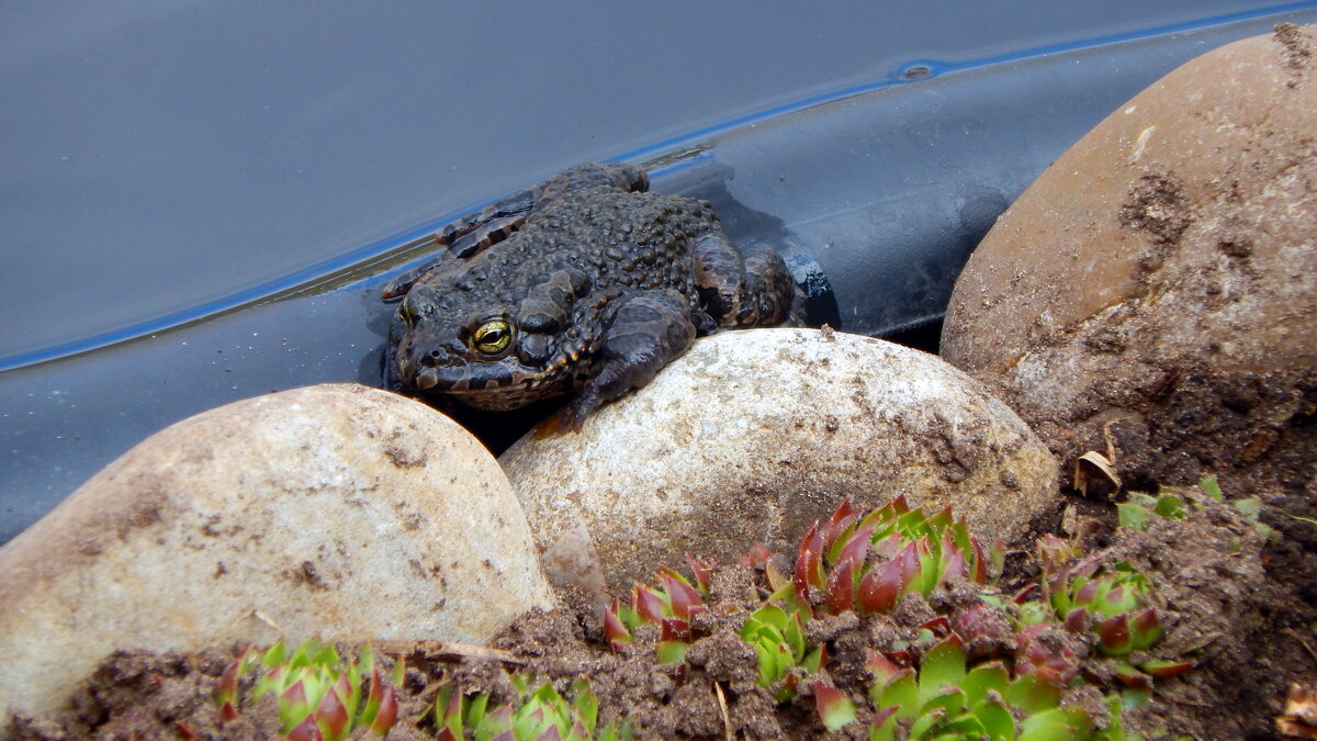 Загорает. - ВикТор Быстров