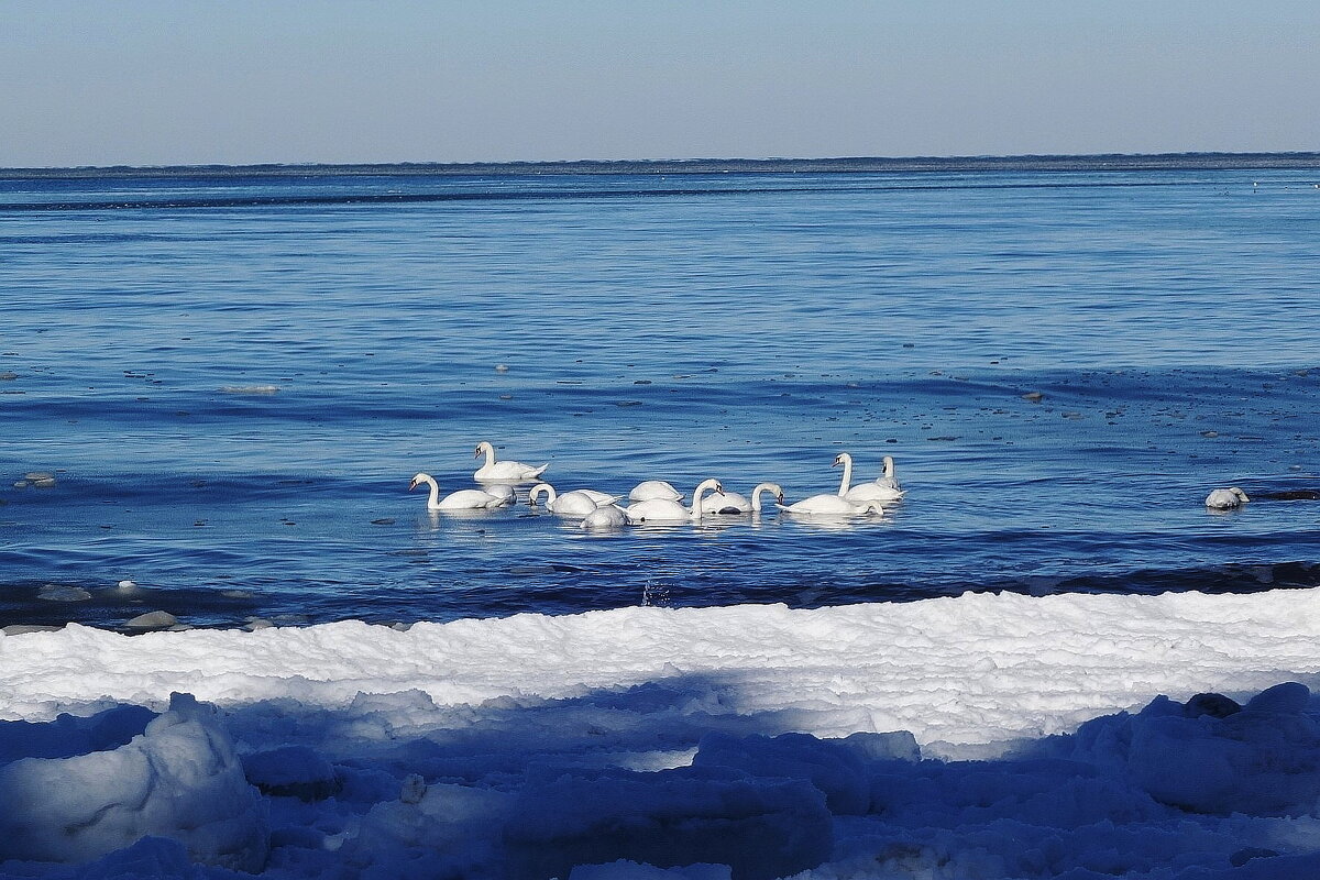 Лебеди, февраль, Балтийское море, Калининградская область - Рита Симонова