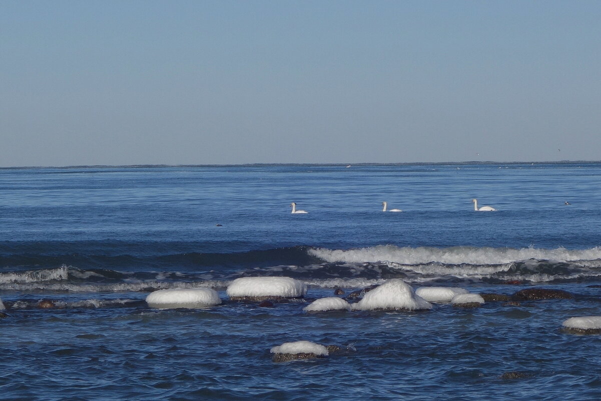 Лебеди, февраль, Балтийское море, Калининградская область - Рита Симонова