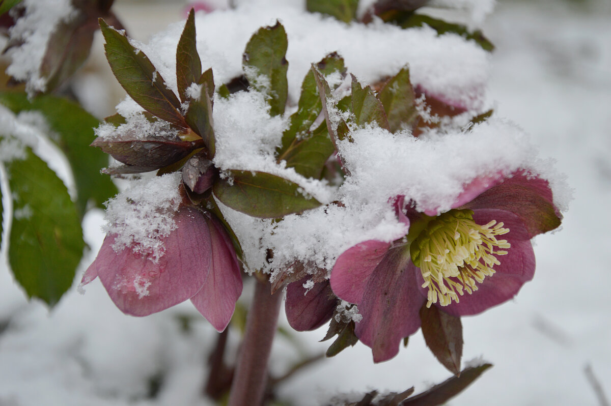 Зима сдаваться не спешит! - Надежда Куркина 