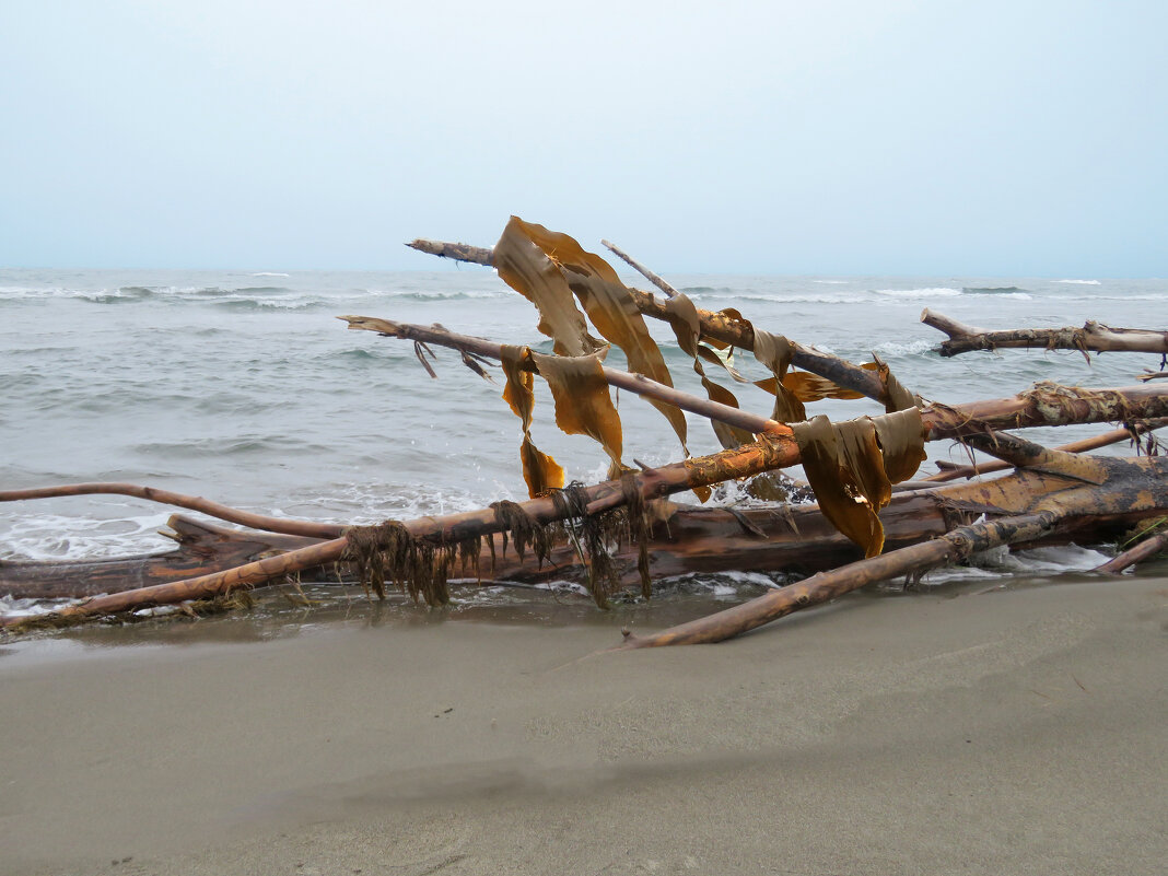 Морская капуста (ламинария) на просушке - ИРЭН@ .