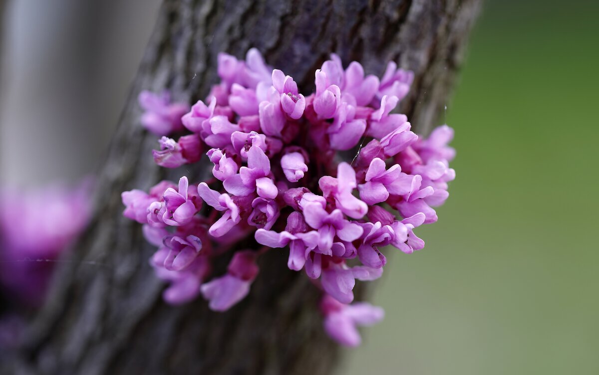 Розовый цвет - Oleg S