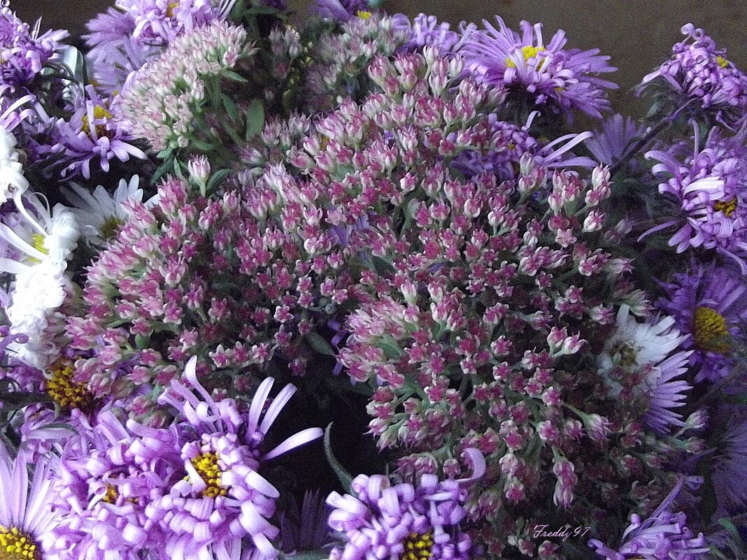 Осенние цветы - Freddy 97