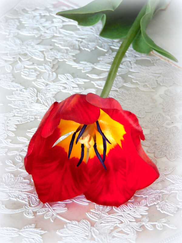 Тюльпан-цветок весенний. - nadyasilyuk Вознюк