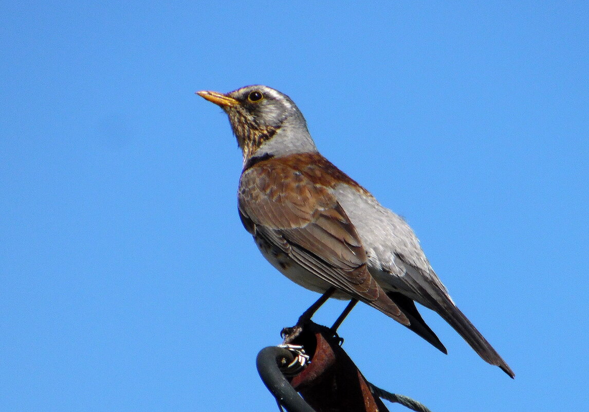 Просто дрозд. - nadyasilyuk Вознюк