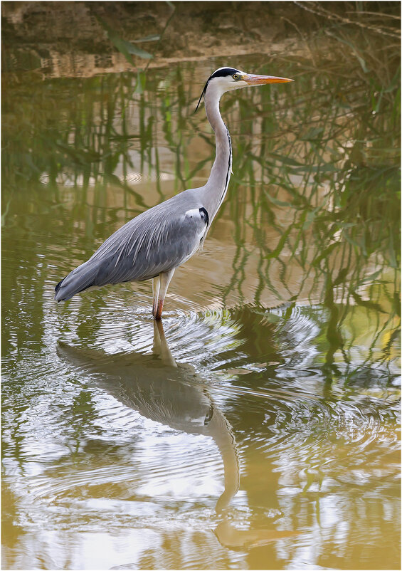 Серая цапля. - Александр Григорьев