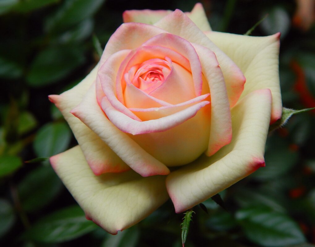 С МЕЖДУНАРОДНЫМ ЖЕНСКИМ ДНЁМ! ! ! - Елена Хайдукова  ( Elena Fly )