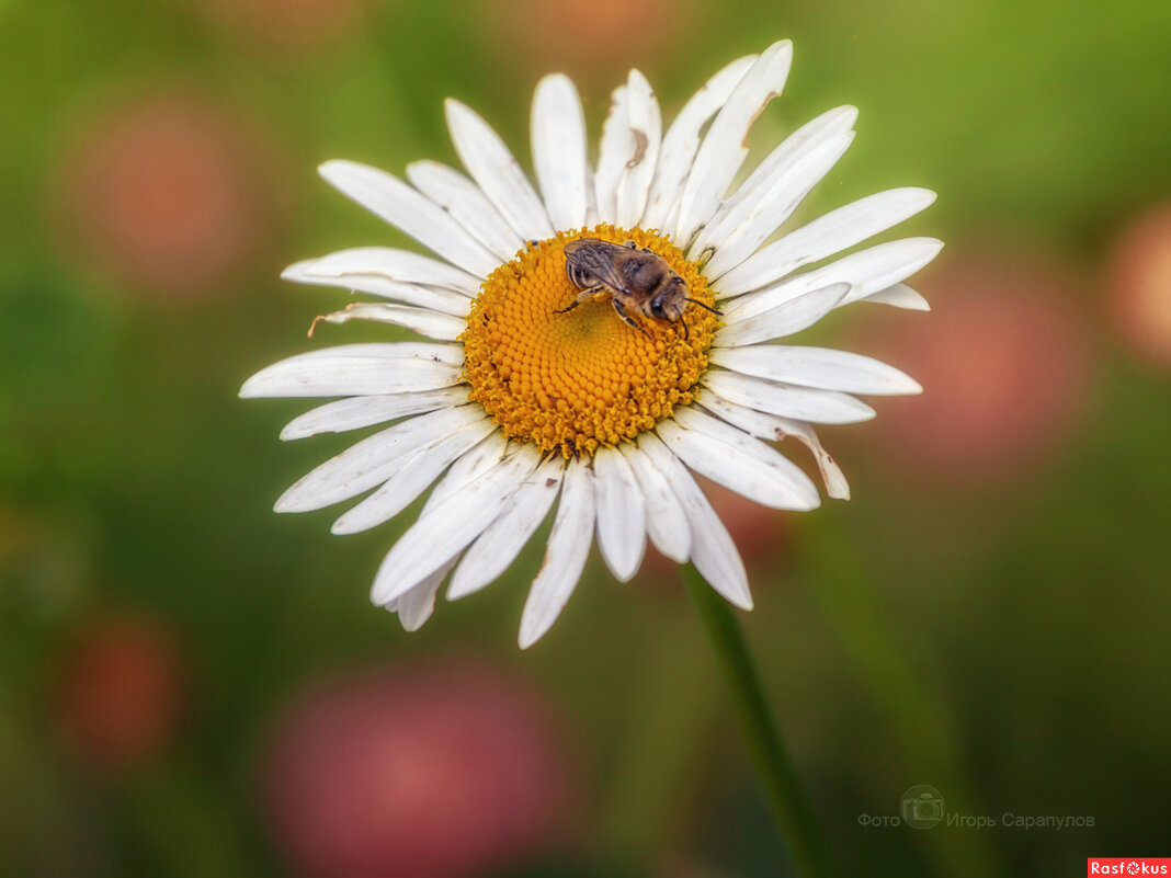 Полевая ромашка и пчела - Игорь Сарапулов