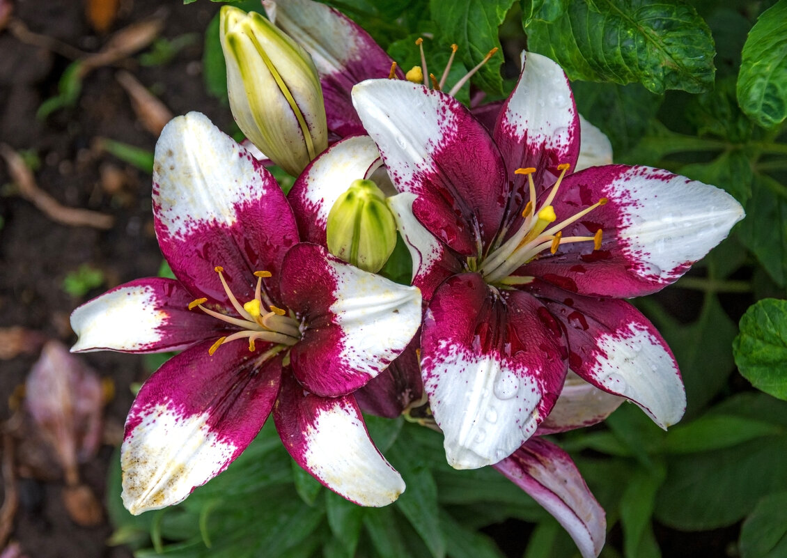 Девчонки!!! Весны в душе! Цветов в руках! Любви в глазах! С наступающим 8 Марта! - Наталья Димова