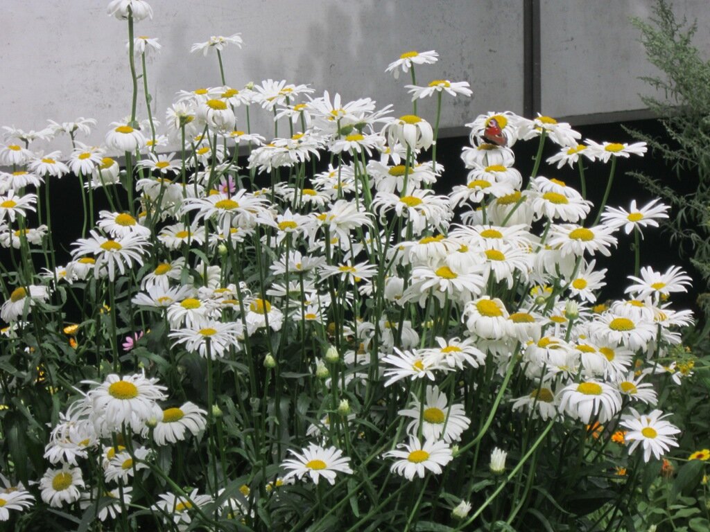 На ромашке бабочка - Дмитрий Никитин